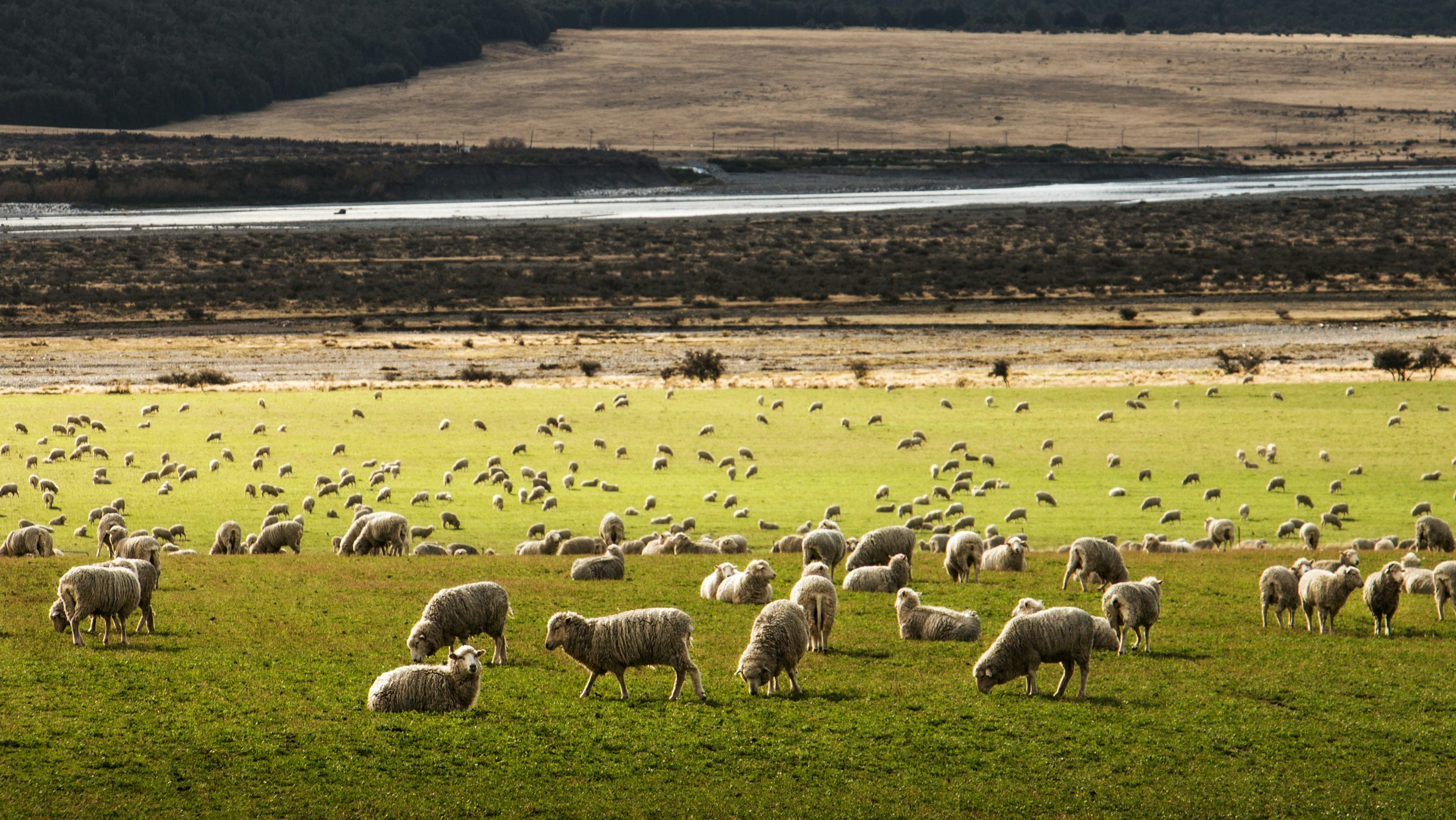 lamb, ewe